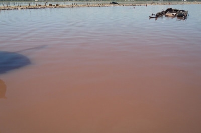 Цветение воды Куяльницкого лимана, вызванное водорослями Dunaliella salina