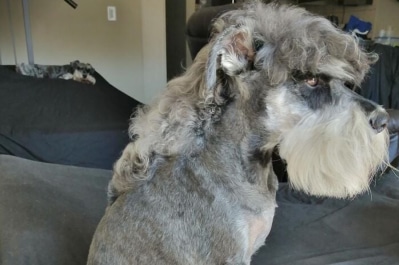 Стильні собаки