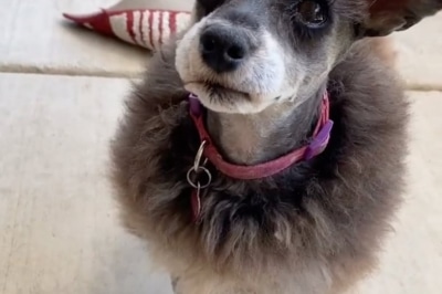 Собака-вівця