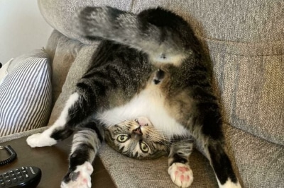 Смешные кошки