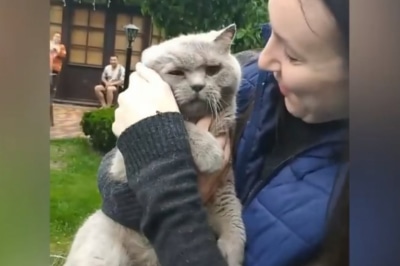 Котик по кличке Скиф