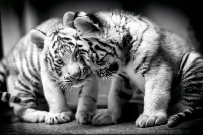 Бенгальські тигренята