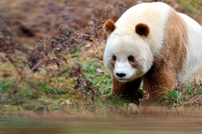 Коричнева панда