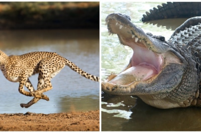 Гепард і крокодил