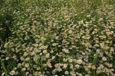 ромашки