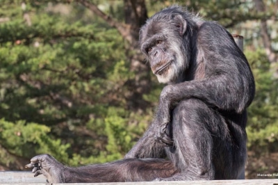 Шимпанзе Коббі