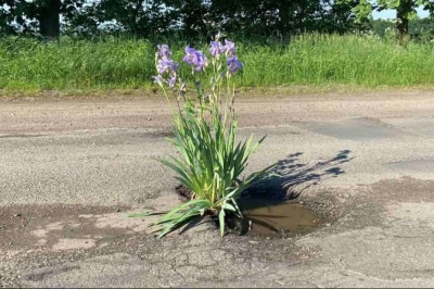 цветок в дорожной яме