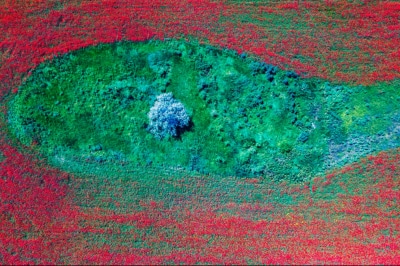 маковое поле