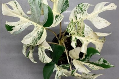 Рафідофора Тетрасперма