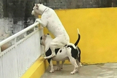 Смішні песики