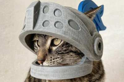 Приключения котика