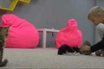 Котокафе