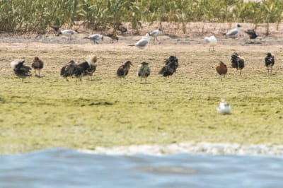 Бойові турухтани