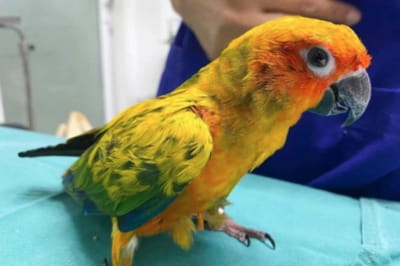 Папуга з'їв діаманти з намиста господарки