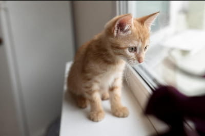 Руде кошеня шукає собі дім