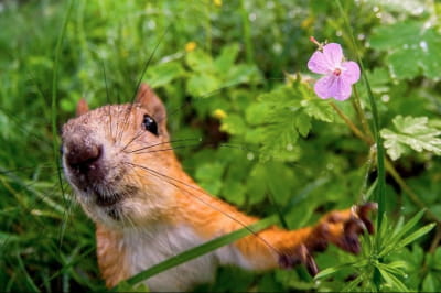 Білка-фотомодель