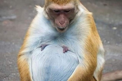 Вагітні тварини