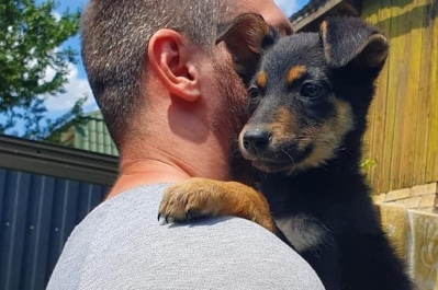 Щеня Лавина шукає новий дім