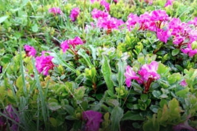 Червона рута