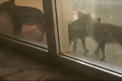 Поросята на АЭС