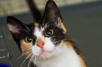 Кошка, которая ищет новую семью