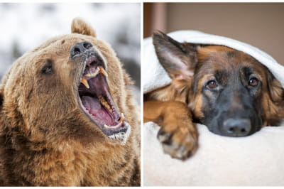 Медведь и немецкая овчарка