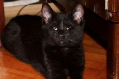 Незряча кицька шукає родину