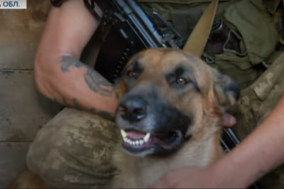 Собака военнослужащего