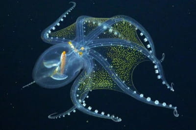 Vitreledonella richardi