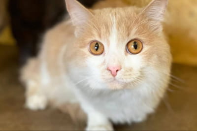 Кіт Кольцово