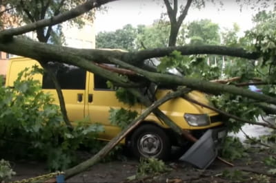 Повалене дерево