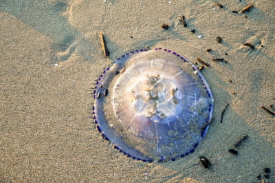 Медуза Rhizostoma pulmo