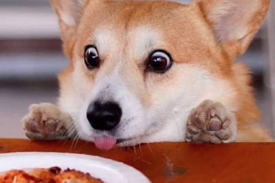 эмоции животных, которые несколько похожи на человеческие