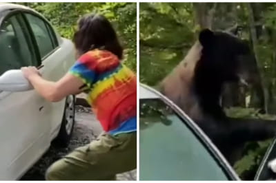 Медведь в автомобиле Джозефа Дила