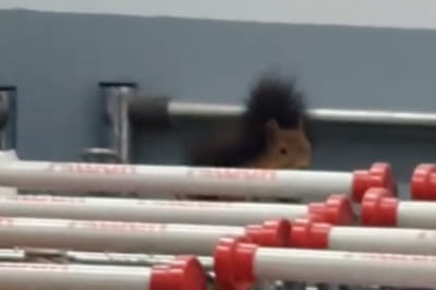 У Харкові білка забігла у супермаркет