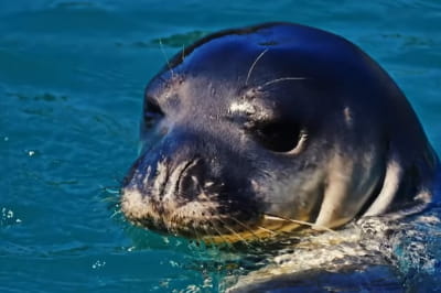 Тюлень Костис 