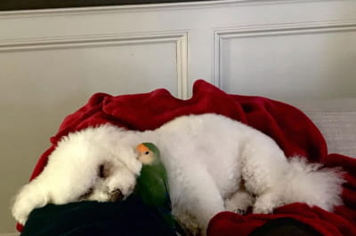 Манго и Белла