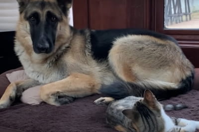 Овчарка-домохозяйка