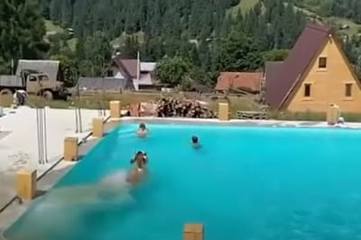 корова в бассейне