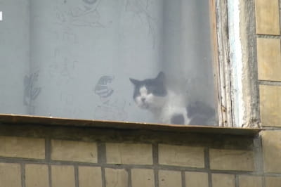 Кот