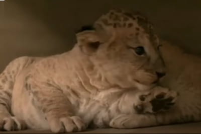 Берберійські леви