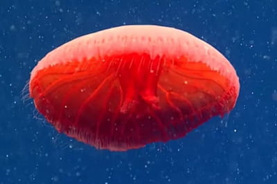 Новый вид медуз