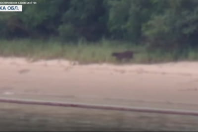 Відео з камер