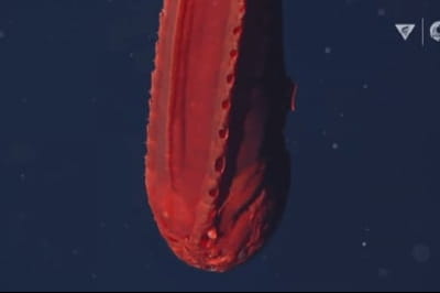 Ярко-оранжевая самка рыбы-кита