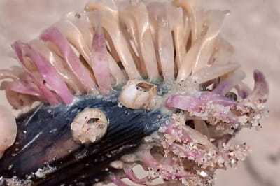 Дивні істоти на березі Азовського моря