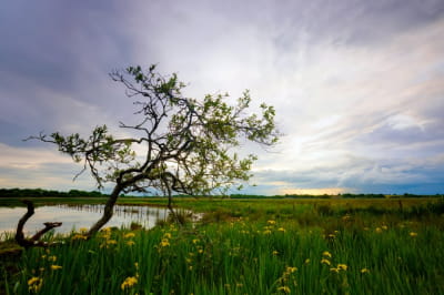 Графство Роскоммон (Західна Ірландія) 