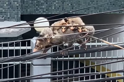 Самка опоссума со своими малышами