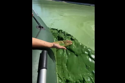 Зелена вода у Дніпрі