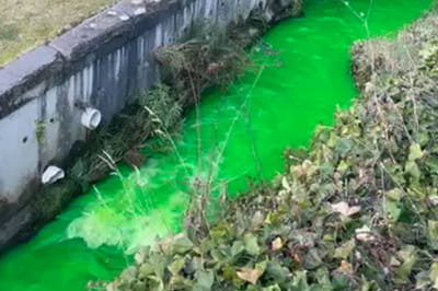 В Новой Зеландии озеро приобрело ядовито-зеленый цвет