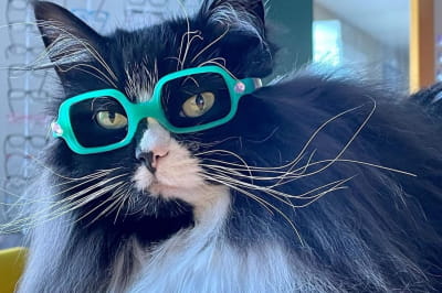 Кошка по имени Трюфель